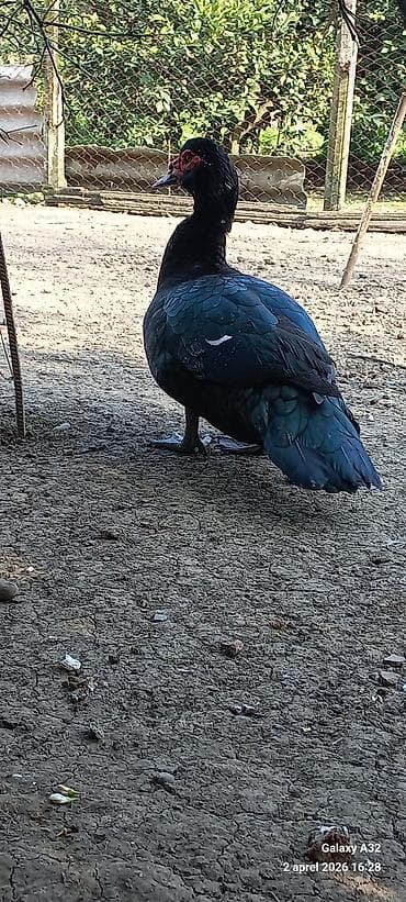 mandarin ördək: Erkək, | Lal ördək, Ətlik — 2