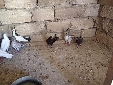 Heyvanlar: Balalardi ucmuyublar hele.unvan mawtagada yerlewir.isteyen elaqe — 3