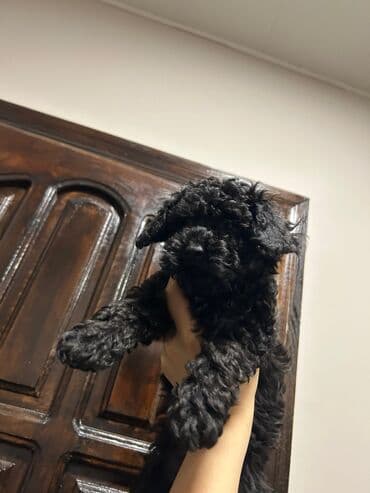 Птицы: Пудель — 3