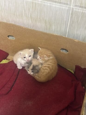 Daraq panellər: Yaxşı əllərə — 2