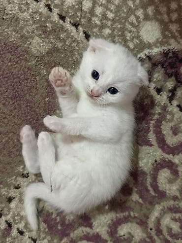 Şotland yastı qulaq, Yaxşı əllərə