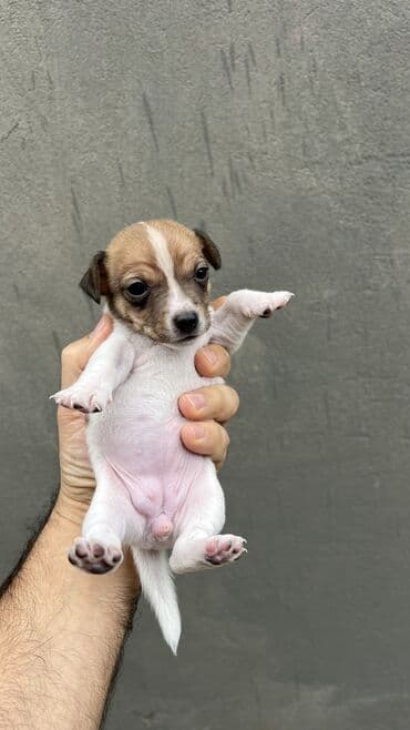 pitbull balası: Cek rassel teryer, Dişi, Ünvandan götürmə — 15