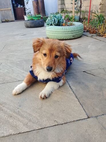 Yemlər: Zvanok. 1 yaş. Erkək. Etibarlı əllərə verilir — 2