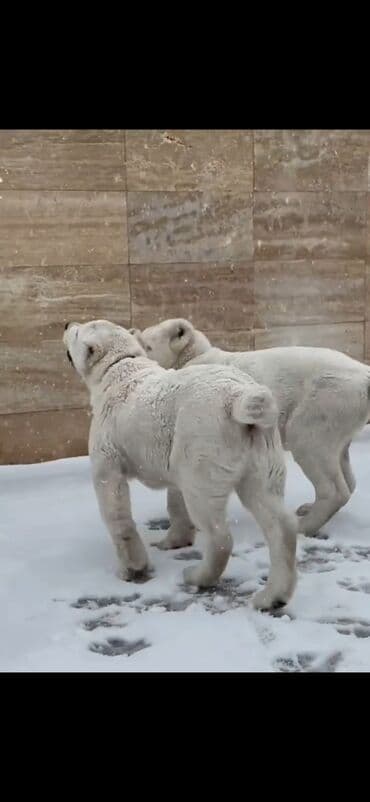 алабай в добрые руки: Алабай — 3