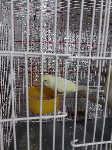 Tutuquşları: Çex tutuquşu balası satılır öz quşlarımın balasıdır 2 aylıqdır çox — 2