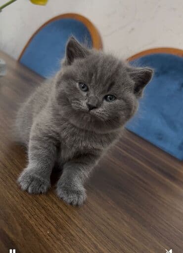 Balıqlar: Britan yastı qulaq, Erkək, Dişi, Yaxşı əllərə, Ünvandan götürmə, Pulsuz çatdırılma, Ödənişli çatdırılma — 7