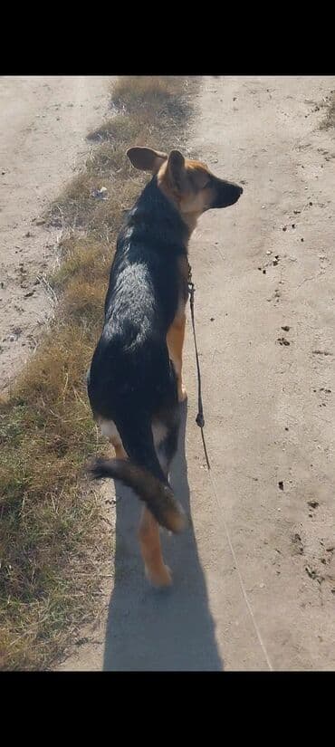 ingilis setter it cinsinin digər adı: Alman çoban iti, 4 ay, Dişi, Peyvəndli, Ünvandan götürmə — 1