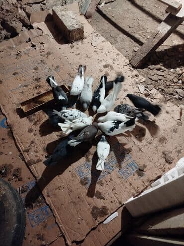 Qarışıq rəngli ev göyərçinləri dəsti - Növ: ev/oyun göyərçinləri -