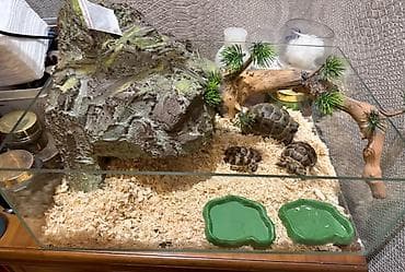 heyvan adlari: Tam ekipajlı şüşə terrarium seti. 280 manata alinib 150 manata — 1