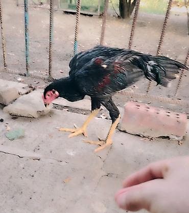 akvarium baliqlari satışı: Toyuq cücələri, Damazlıq — 10