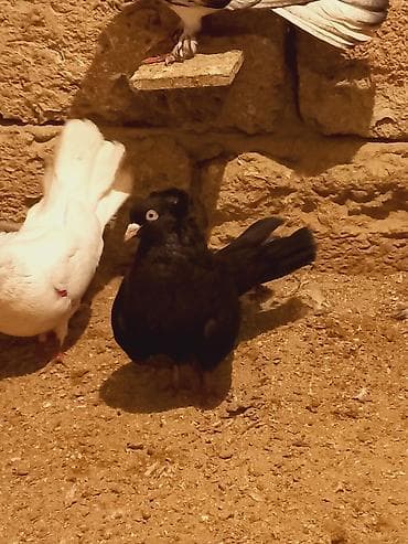 Cins: Qara rəngli bəzək göyərçini (adi “toppuzlu/baş tüklü” tip)