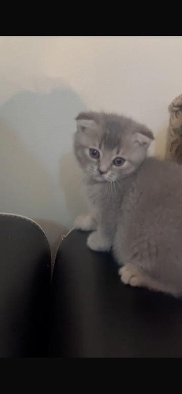 pisik sahiblendirme: Skottish Fold və Britan qarışığı boz balaca pişiklər - Rəng: açıq və — 2