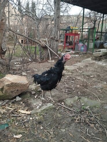 cins xoruzlar: Xoruz, Heyratı, il: 1, Ünvandan götürmə — 4