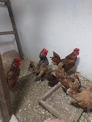 Pişiklər: Xoruz, il: 1, Ödənişli çatdırılma — 2