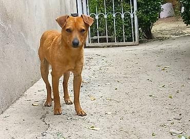 1 il, Erkek, Ünvandan götürmə