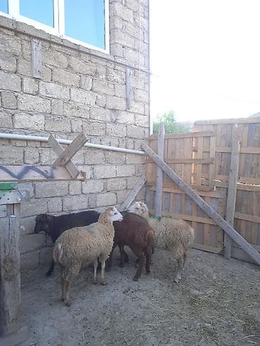 100 l akvarium: 260 manata erkəy quzularımız var qurbanlığa yarayir — 2
