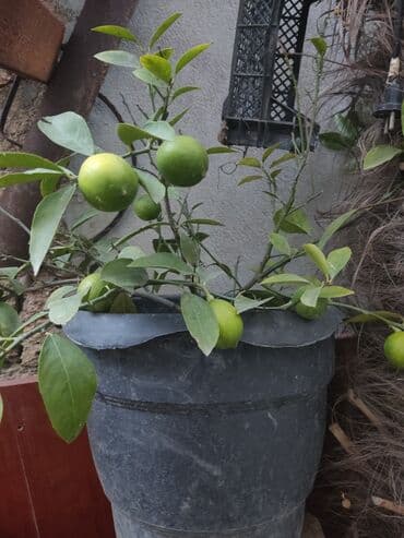 gül toxumları satışı: Agaclar limon🍋 mandalin apersin kinkan fexo diger agaclarda mövcudur — 2