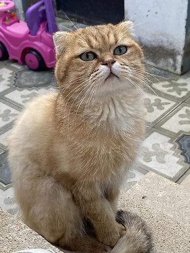 Qızıl şinşilla, Erkək, Cütləşmə üçün