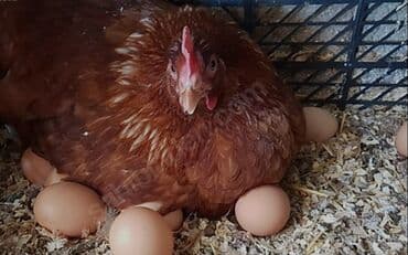 домики для кошек: Lohman toyuqlarının mayalı yumurtaları 1.70 — 4