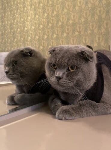 Şotland yastı qulaq lalafo.az -da Şotland yastı qulaq