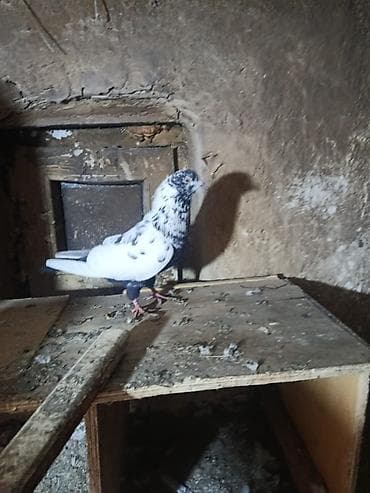 Heyvanlar üçün mallar: Cins göyərçinlər – dekorativ və uçuş üçün Hər birinin öz qiyməti var — 6