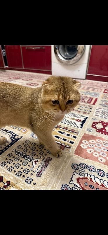 col pişiyi: Şotland — 2