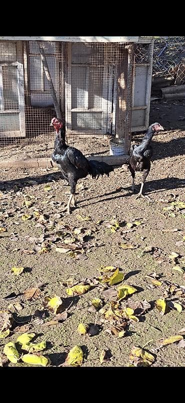 Heyratı cücələri bu şəkildə olan heyvanların cücələri satılır 2-aylıq
