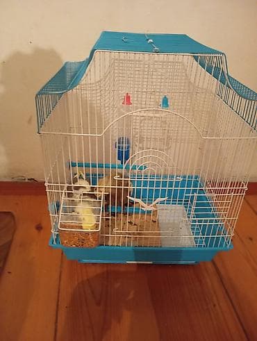 popuqay qefesi: Quş qəfəsi – aksesuarlarla birlikdə 2 dene erkek dişi karellə — 1