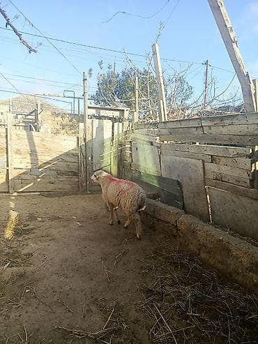 Птицы: Бараны, овцы — 2