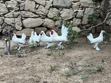 inək satılır binə: Toyuq, Damazlıq — 2