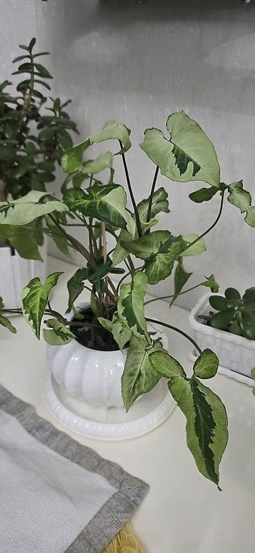 begonvil gulu: Ev gulleri satiram.Unvan kohne gunesli.Catdirilma metro — 6