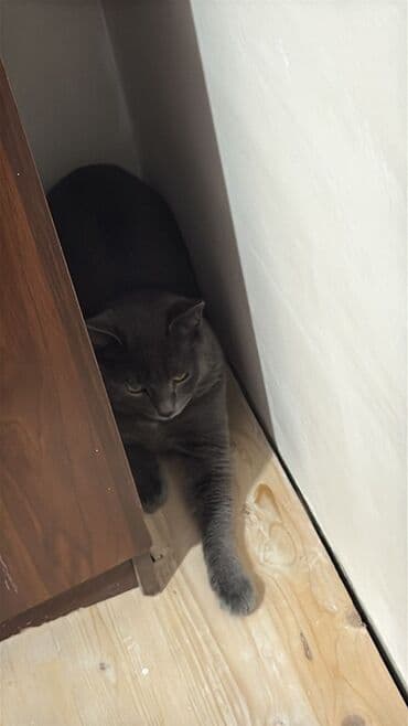 pişik üçün sumka: Britan, Erkək, Yaxşı əllərə — 1