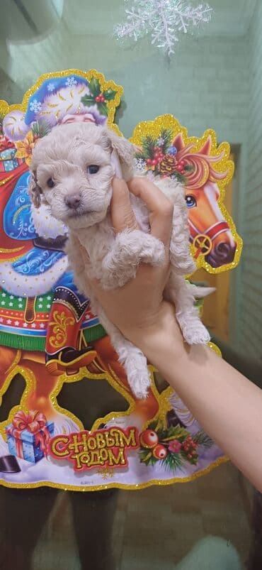 en gozel itler: Pudel, Dişi, Peyvəndli, Ödənişli çatdırılma — 9