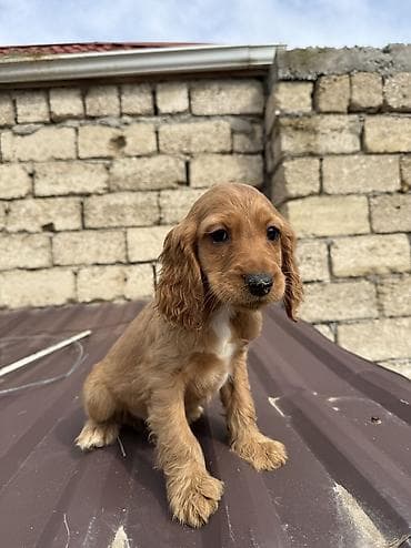 coban itləri: Koker spaniyel, 3 ay, Erkek, Peyvəndli, Ünvandan götürmə, Pulsuz çatdırılma — 2