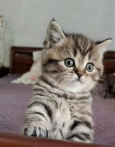 sort pişiklər: Britan, Erkək, Yaxşı əllərə, Ünvandan götürmə — 2