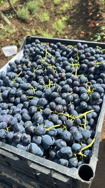 ağaç satışı: Meyvə və dekorativ ağac tingləri Təsvir: - Tərtər rayonu ərazisində — 5