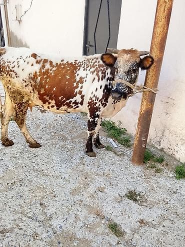 Heyvanlar: Məhsul: Xallı inək (dişi) Təsvir: - Rəng: ağ-qəhvəyi fonda qara-ağ — 6