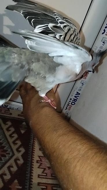 papuqay type 1: Satılır: kekili Avustralya göyərçin (qumrusu) crested pigeon — 5