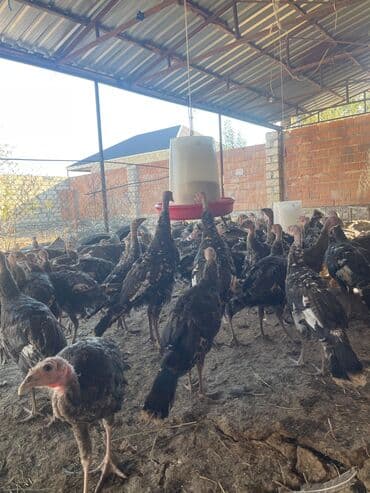 ağdam xoruzu gence: 3 aylıq hinduşkalar satılır Ünvan Gəncə qiymət 25 m hamısını alana — 2