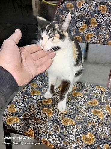 Dişi, Yaxşı əllərə