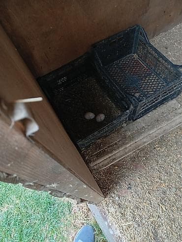 toyuqları: Məhsul: Naxışlı (qara-ağ zolaqlı) toyuq və xoruzlar – yumurtacı xətt — 4