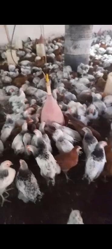 Tutuquşları: Digər quşlar — 1