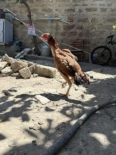 С/х животные и товары: Salam. Heyrati fərə satılır sağlam 8,9 aylıq fərədi isdəyən buyursun — 2