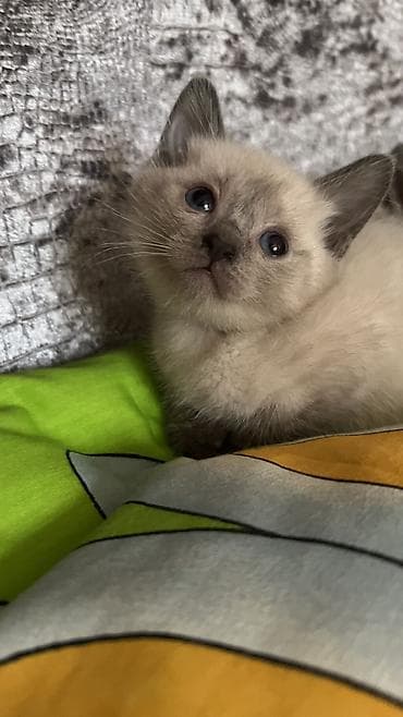 pişik cutleşdirmek: Siam, Erkək, Dişi — 4