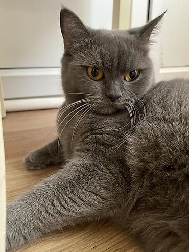 dişi pişiklər: Britan, Dişi, Yaxşı əllərə — 3