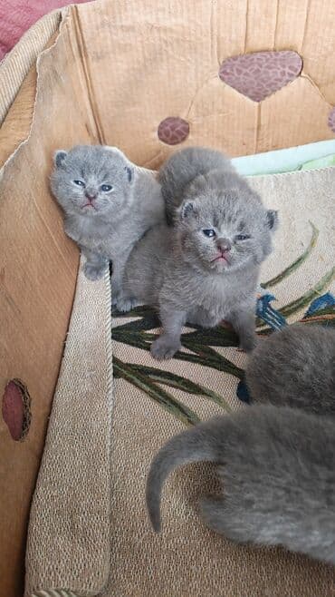 pişik ucun tualet: Şotland — 7