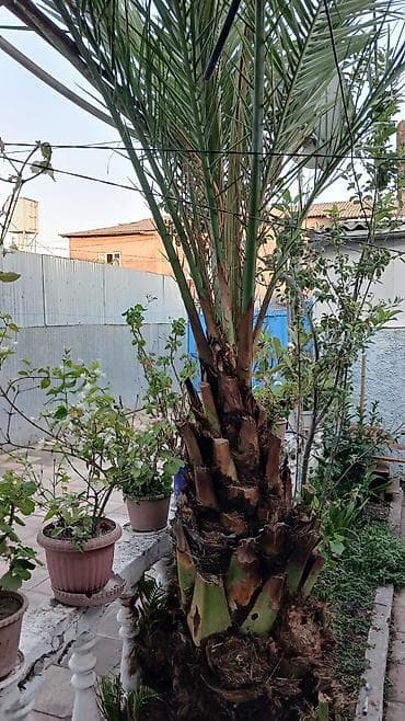agac tingleri: Dekorativ xurma palmisi (Phoenix dactylifera tipli) - Hündürlüyü — 3