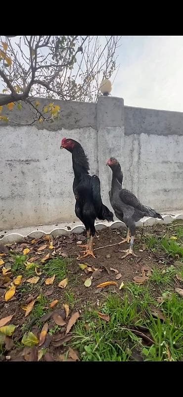 toyuq cinsləri: Məhsul: Uzunboyun döyüş tipli toyuq cütü (xoruz + toyuq) Təsvir: - — 1