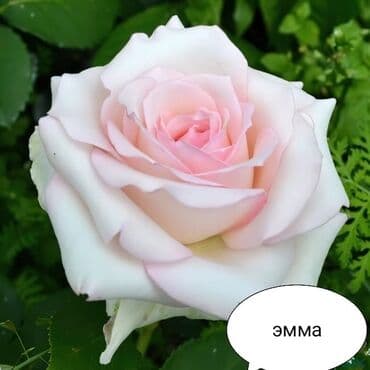 çiyələk şitili: Məhsul: Gül kolları – müxtəlif növ güllər Təsvir: - Seçmə dekorativ — 15