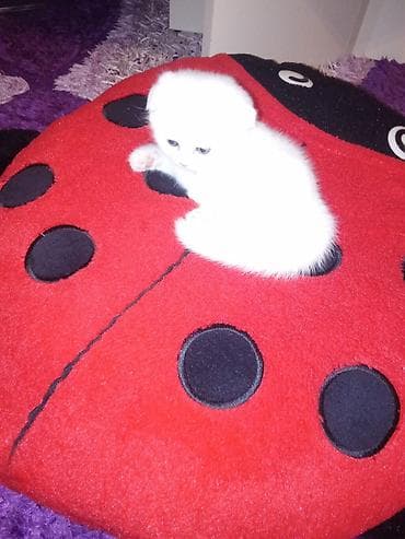 qulaq aparatları: Şotland yastı qulaq, Dişi, Ünvandan götürmə — 4